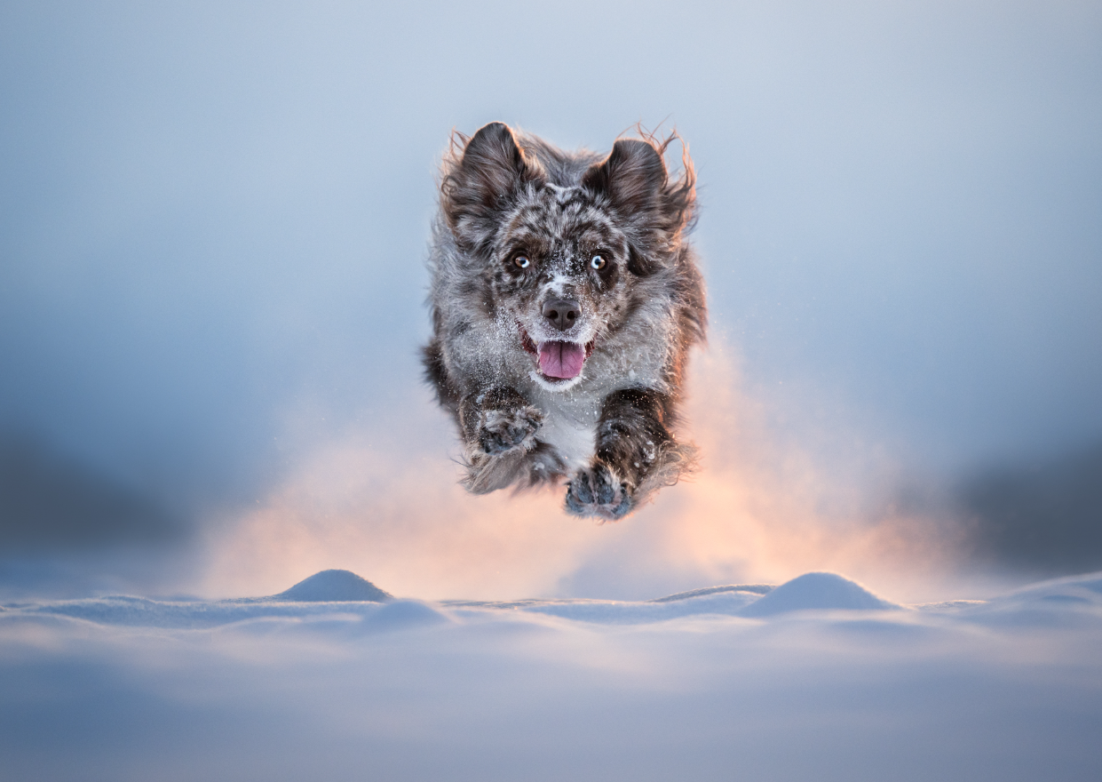 Пушистые модели покорили объектив: объявлены победители Dog Photography Awards 2026 - фото 918603