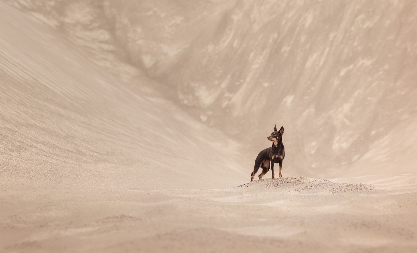 Пушистые модели покорили объектив: объявлены победители Dog Photography Awards 2026 - фото 918604