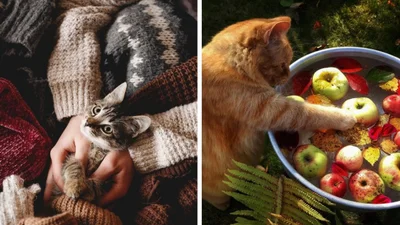 20 кошек, которые первыми почувствовали осеннее настроение – и просто наслаждаются