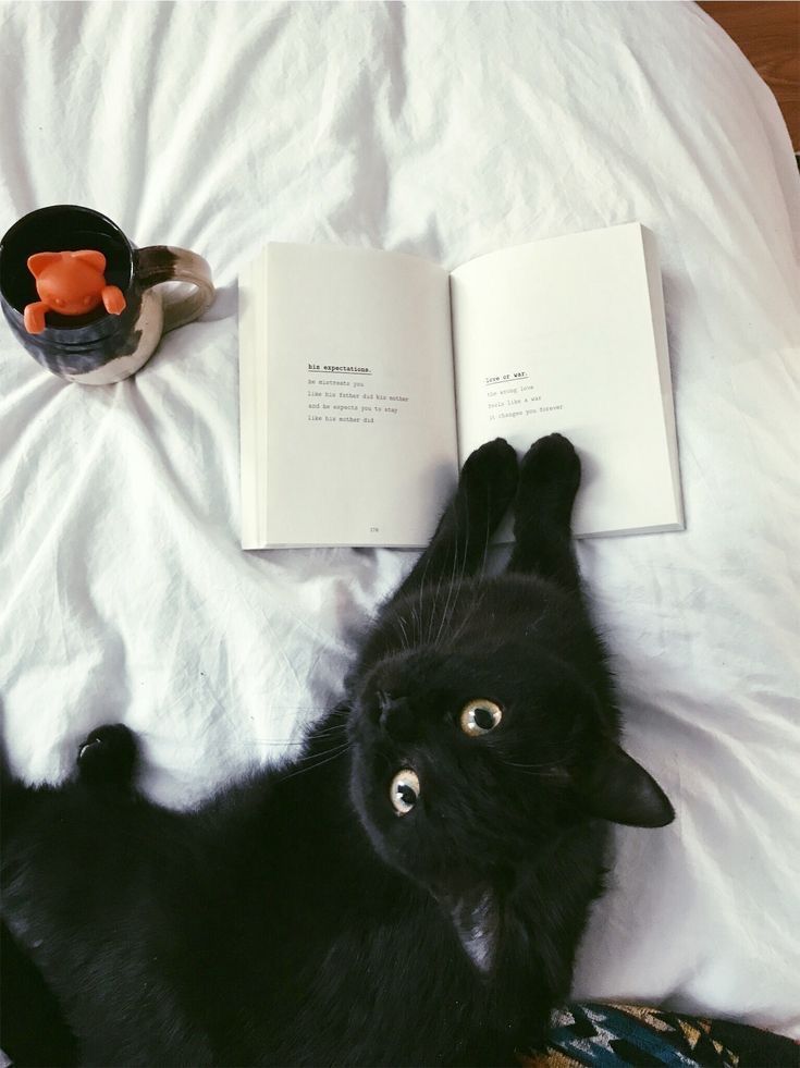 20 кошек, которые первыми почувствовали осеннее настроение – и просто наслаждаются - фото 918703