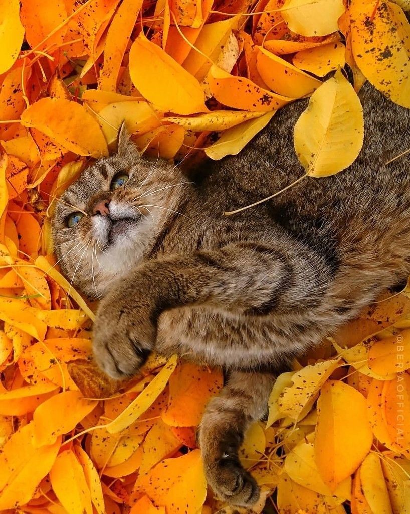 20 кошек, которые первыми почувствовали осеннее настроение – и просто наслаждаются - фото 918709