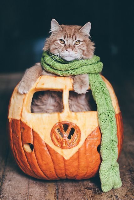 20 кошек, которые первыми почувствовали осеннее настроение – и просто наслаждаются - фото 918713