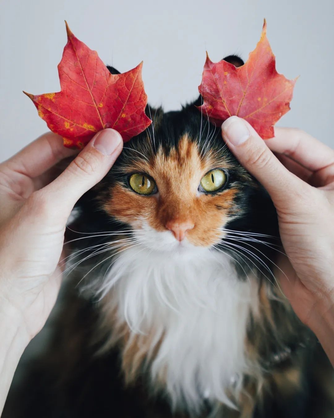 20 кошек, которые первыми почувствовали осеннее настроение – и просто наслаждаются - фото 918715