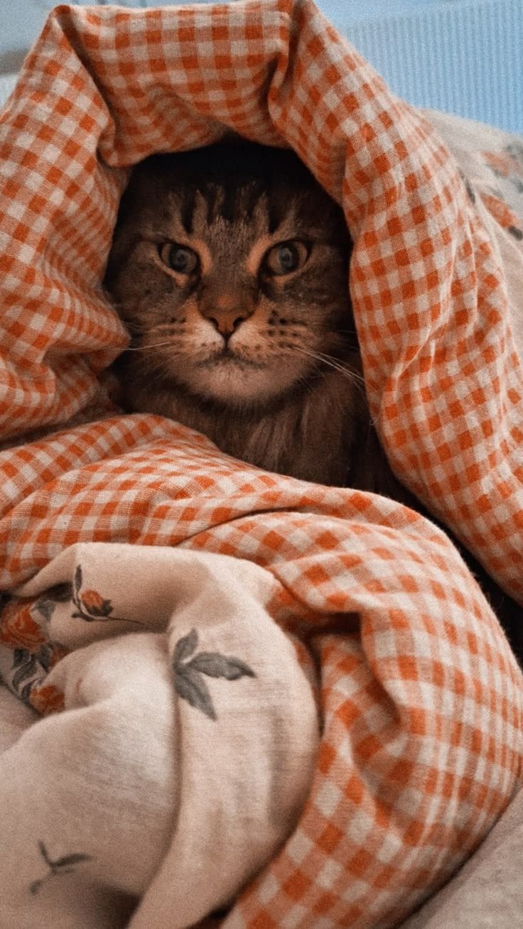 20 кошек, которые первыми почувствовали осеннее настроение – и просто наслаждаются - фото 918717
