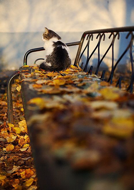 20 кошек, которые первыми почувствовали осеннее настроение – и просто наслаждаются - фото 918719