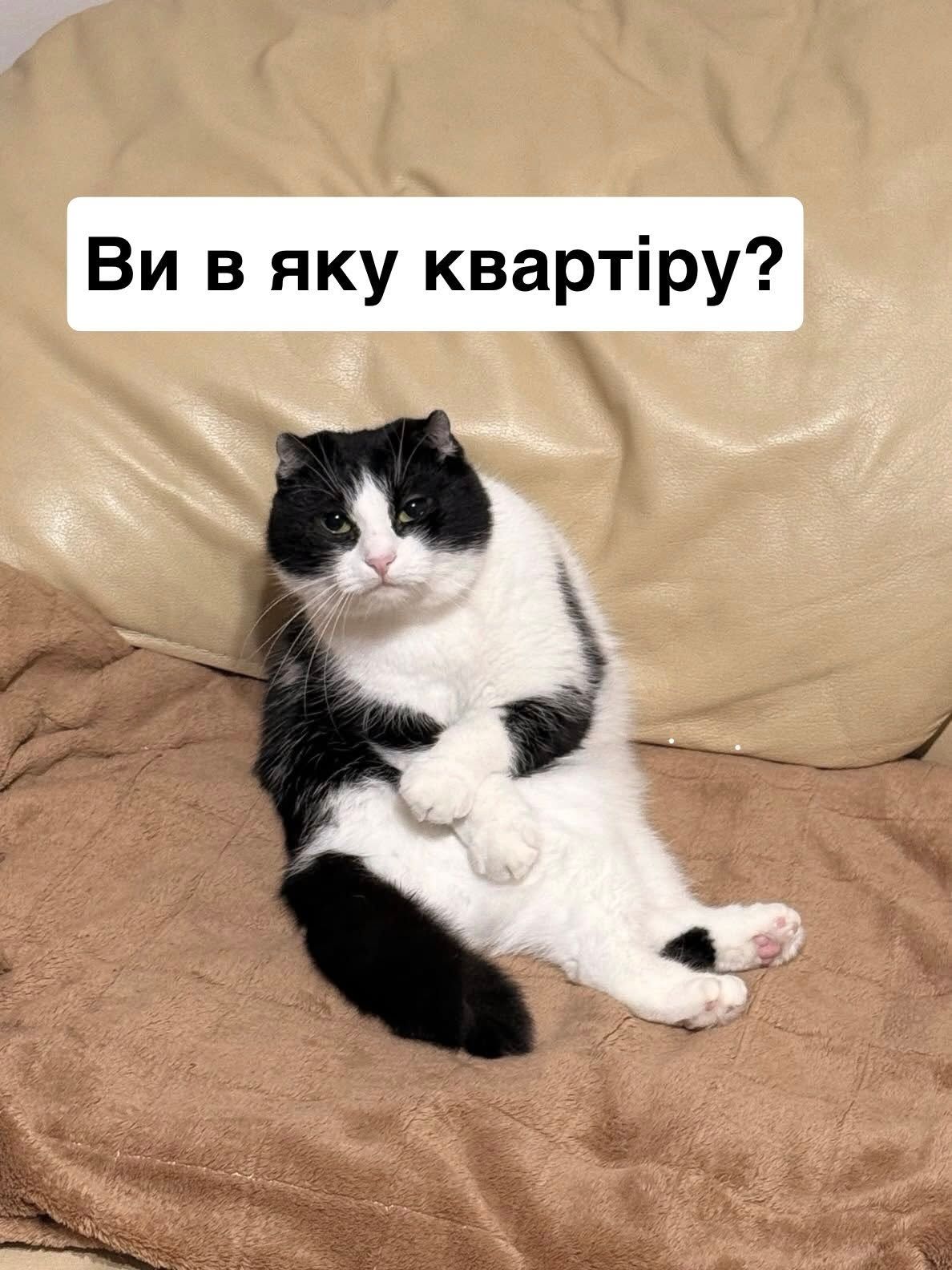 'Пропади, ради Бога': пользователи сети придумывают смешные подписи к фото кошки в забавной позе - 919000 'Пропади, ради Бога': пользователи сети придумывают смешные подписи к фото кошки в забавной позе - фото 919000