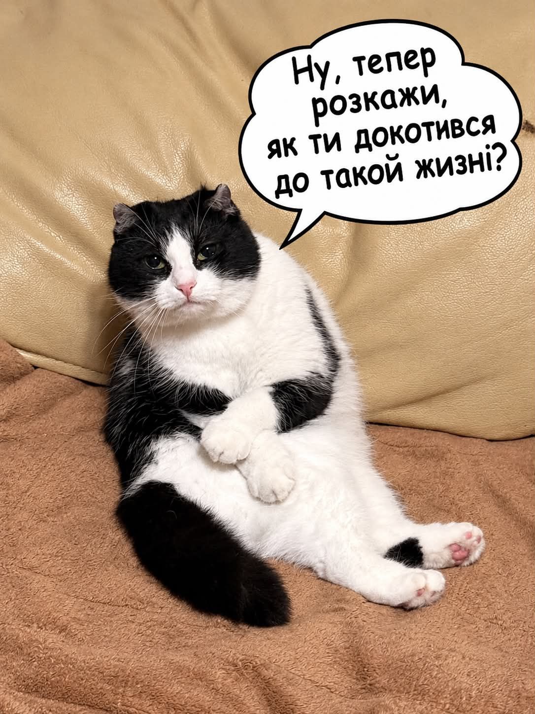 'Пропади, ради Бога': пользователи сети придумывают смешные подписи к фото кошки в забавной позе - 919001 'Пропади, ради Бога': пользователи сети придумывают смешные подписи к фото кошки в забавной позе - фото 919001
