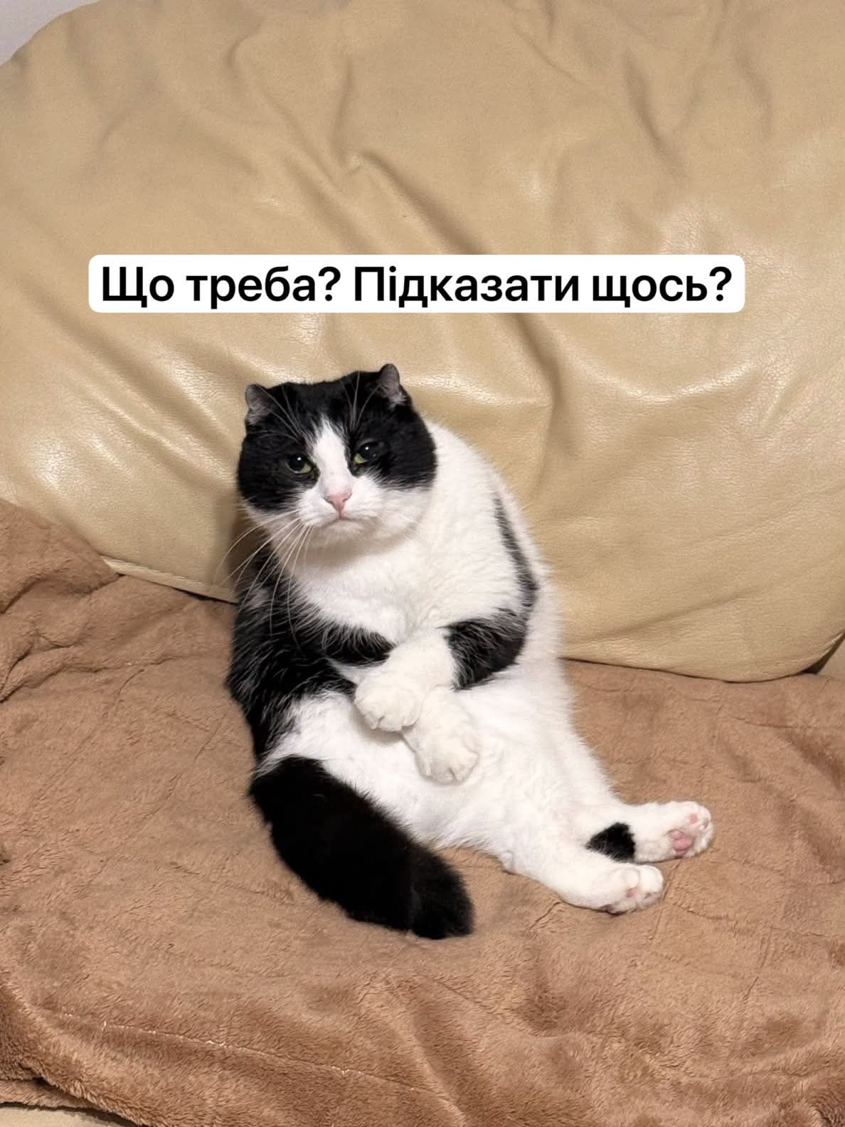 'Пропади, ради Бога': пользователи сети придумывают смешные подписи к фото кошки в забавной позе - 919002 'Пропади, ради Бога': пользователи сети придумывают смешные подписи к фото кошки в забавной позе - фото 919002