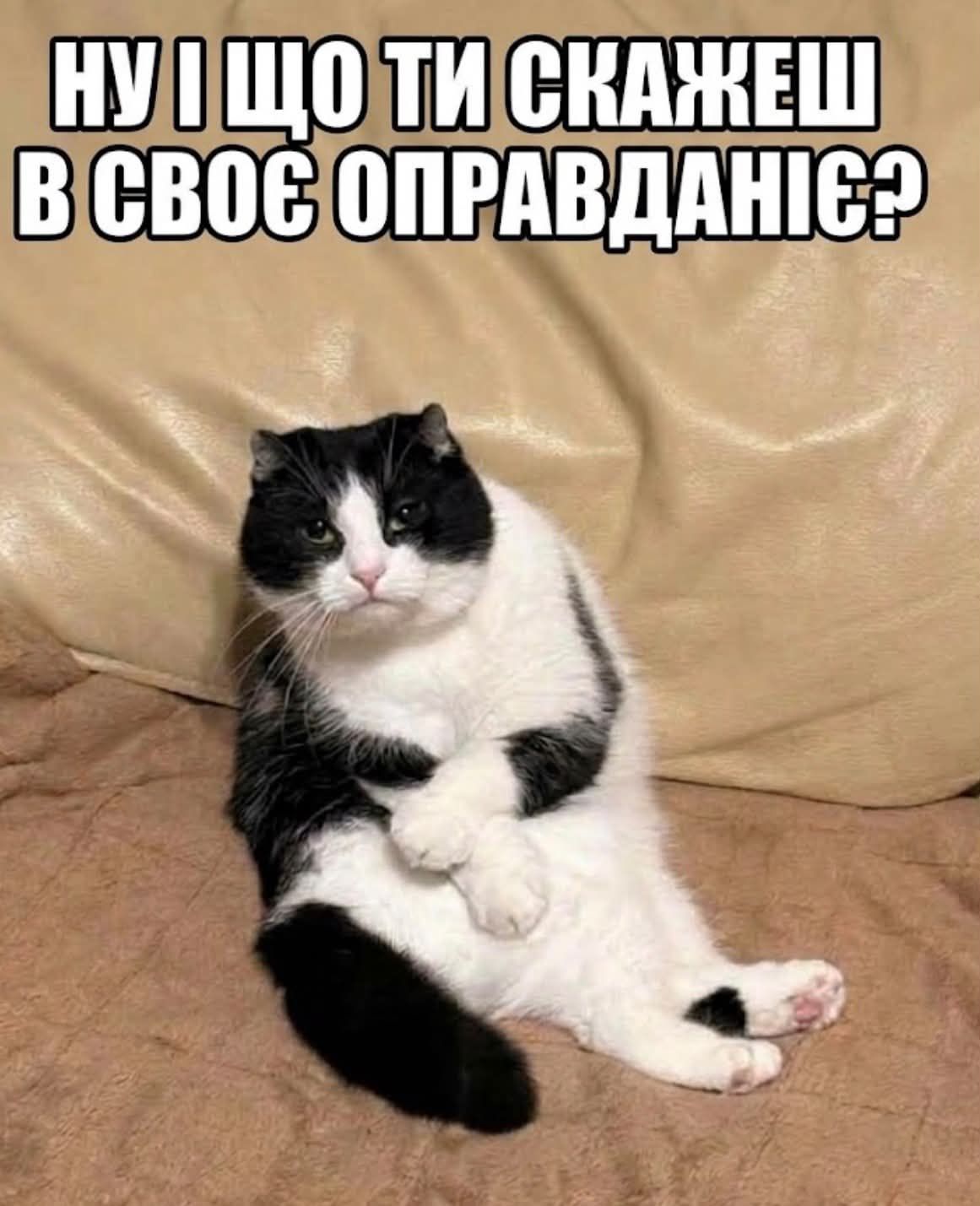 'Пропади, ради Бога': пользователи сети придумывают смешные подписи к фото кошки в забавной позе - 919007 'Пропади, ради Бога': пользователи сети придумывают смешные подписи к фото кошки в забавной позе - фото 919007