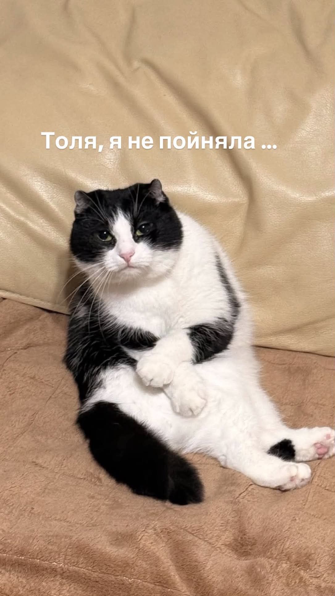 'Пропади, ради Бога': пользователи сети придумывают смешные подписи к фото кошки в забавной позе - 919008 'Пропади, ради Бога': пользователи сети придумывают смешные подписи к фото кошки в забавной позе - фото 919008