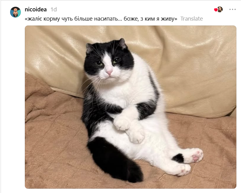 'Пропади, ради Бога': пользователи сети придумывают смешные подписи к фото кошки в забавной позе - 919009 'Пропади, ради Бога': пользователи сети придумывают смешные подписи к фото кошки в забавной позе - фото 919009