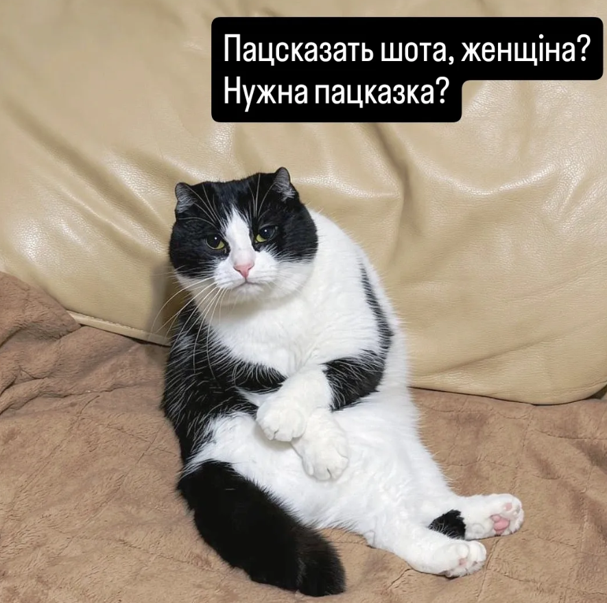 'Пропади, ради Бога': пользователи сети придумывают смешные подписи к фото кошки в забавной позе - 919011 'Пропади, ради Бога': пользователи сети придумывают смешные подписи к фото кошки в забавной позе - фото 919011