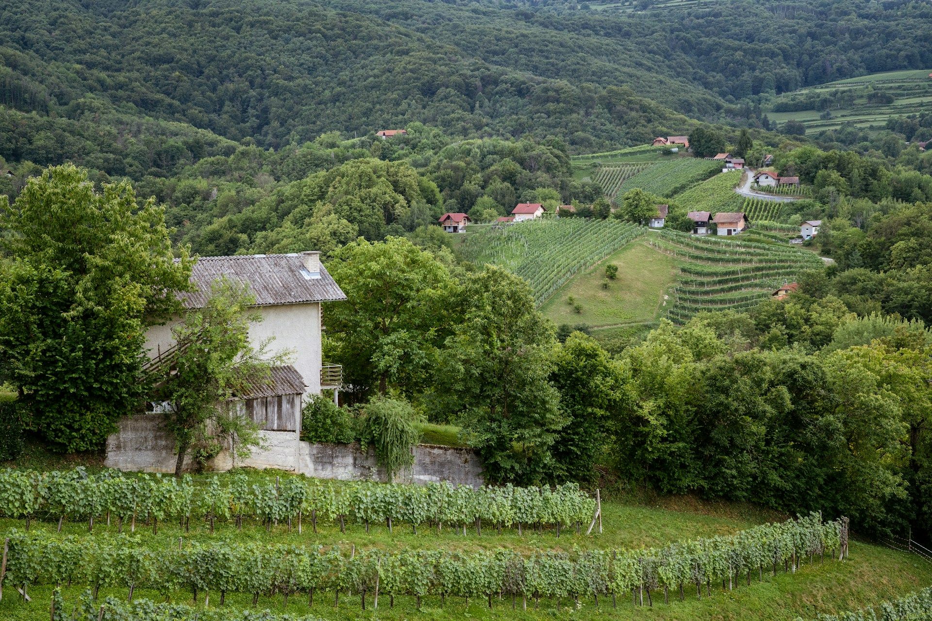 Словенія запрошує відвідати винні регіони - фото 919546