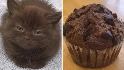 17 невероятных кошек, которые больше похожи на еду, чем на самих себя