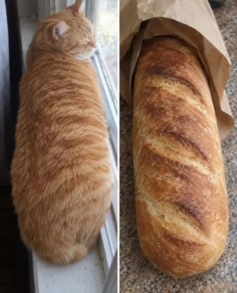 17 невероятных кошек, которые больше похожи на еду, чем на самих себя - 920035 17 невероятных кошек, которые больше похожи на еду, чем на самих себя - фото 920035