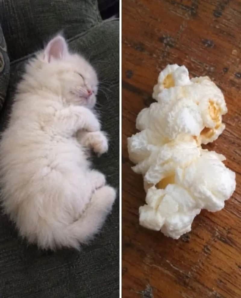 17 невероятных кошек, которые больше похожи на еду, чем на самих себя - 920036 17 невероятных кошек, которые больше похожи на еду, чем на самих себя - фото 920036