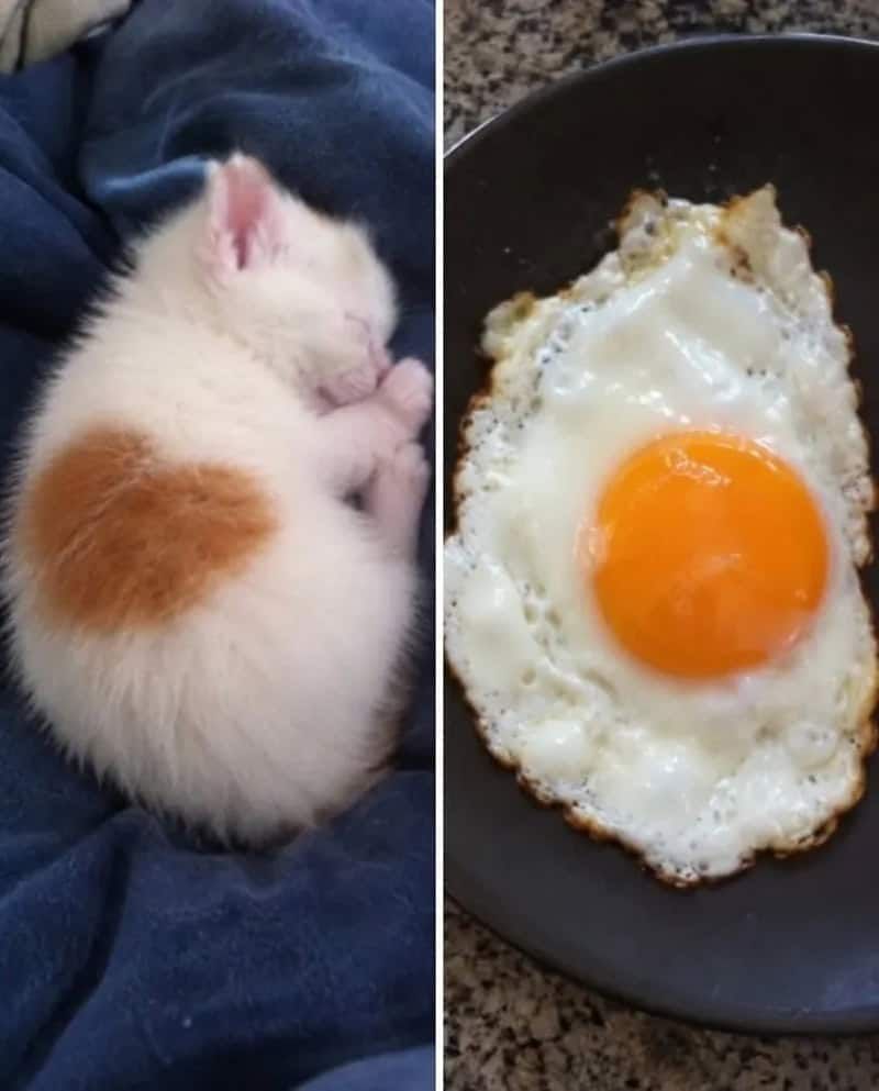 17 невероятных кошек, которые больше похожи на еду, чем на самих себя - 920037 17 невероятных кошек, которые больше похожи на еду, чем на самих себя - фото 920037