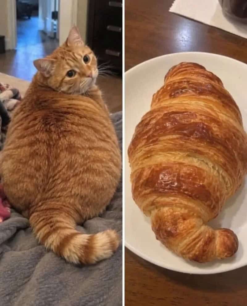17 невероятных кошек, которые больше похожи на еду, чем на самих себя - 920038 17 невероятных кошек, которые больше похожи на еду, чем на самих себя - фото 920038