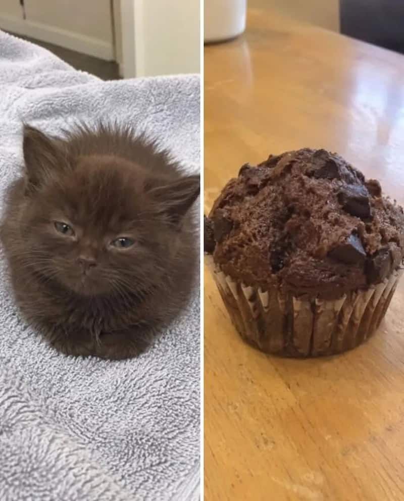 17 невероятных кошек, которые больше похожи на еду, чем на самих себя - 920039 17 невероятных кошек, которые больше похожи на еду, чем на самих себя - фото 920039