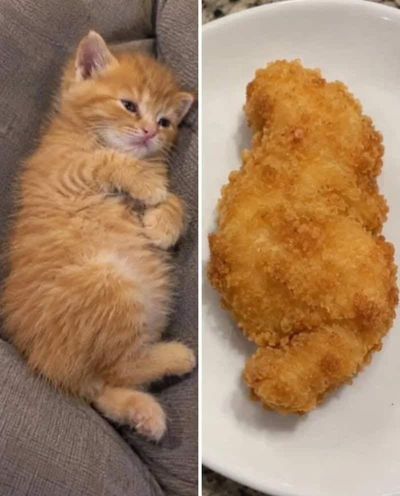 17 невероятных кошек, которые больше похожи на еду, чем на самих себя - 920041 17 невероятных кошек, которые больше похожи на еду, чем на самих себя - фото 920041