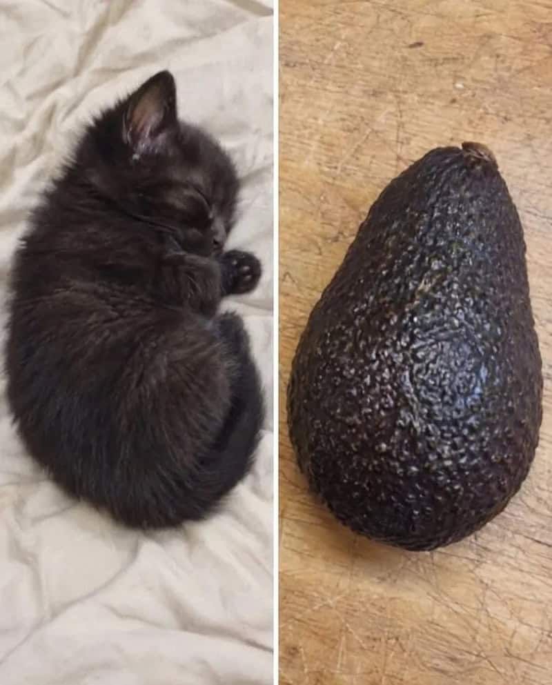 17 невероятных кошек, которые больше похожи на еду, чем на самих себя - 920042 17 невероятных кошек, которые больше похожи на еду, чем на самих себя - фото 920042
