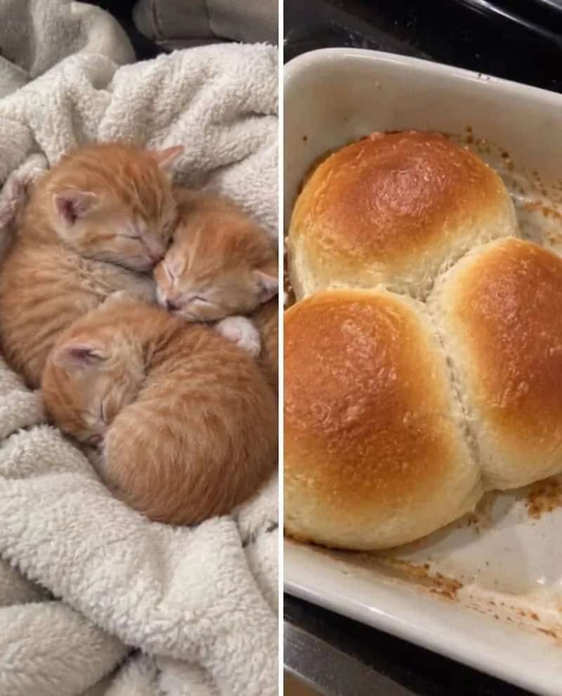 17 невероятных кошек, которые больше похожи на еду, чем на самих себя - 920043 17 невероятных кошек, которые больше похожи на еду, чем на самих себя - фото 920043