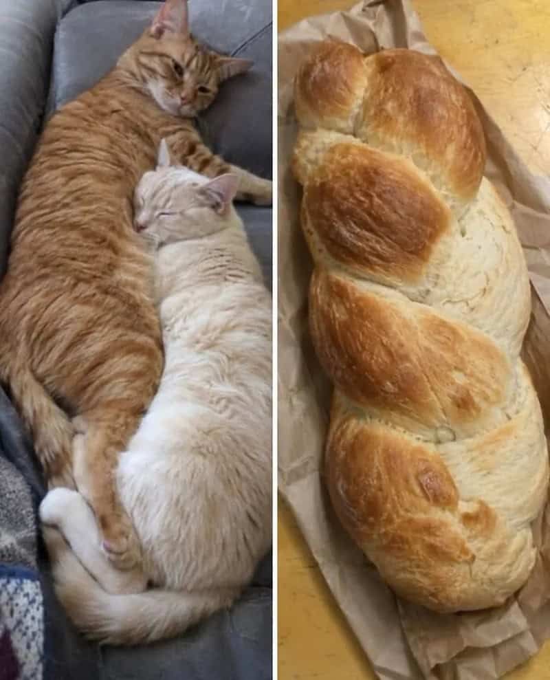 17 невероятных кошек, которые больше похожи на еду, чем на самих себя - 920044 17 невероятных кошек, которые больше похожи на еду, чем на самих себя - фото 920044