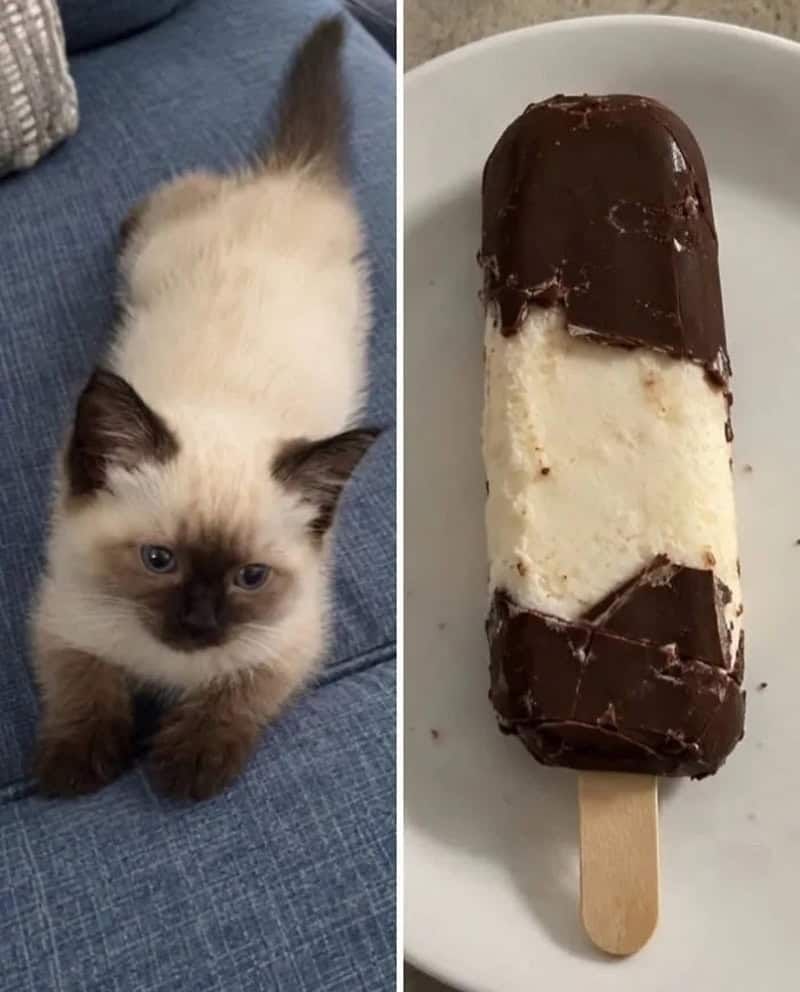 17 невероятных кошек, которые больше похожи на еду, чем на самих себя - 920045 17 невероятных кошек, которые больше похожи на еду, чем на самих себя - фото 920045