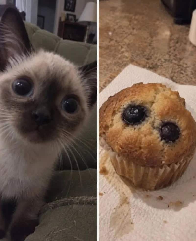 17 невероятных кошек, которые больше похожи на еду, чем на самих себя - 920046 17 невероятных кошек, которые больше похожи на еду, чем на самих себя - фото 920046