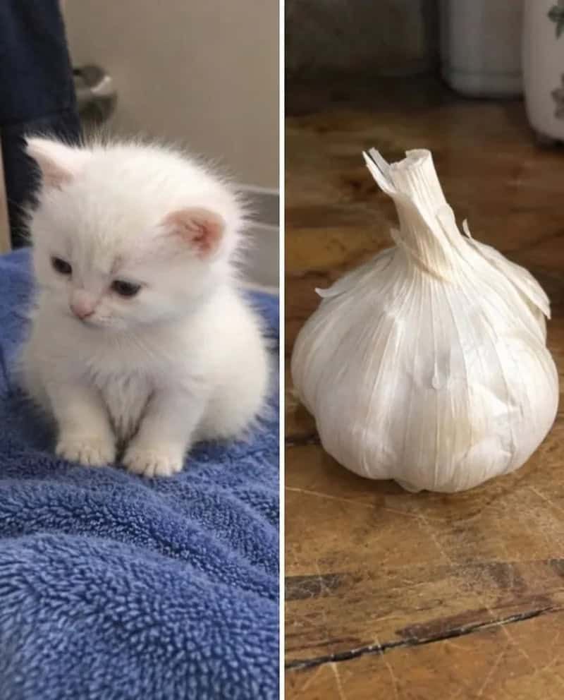 17 невероятных кошек, которые больше похожи на еду, чем на самих себя - 920047 17 невероятных кошек, которые больше похожи на еду, чем на самих себя - фото 920047