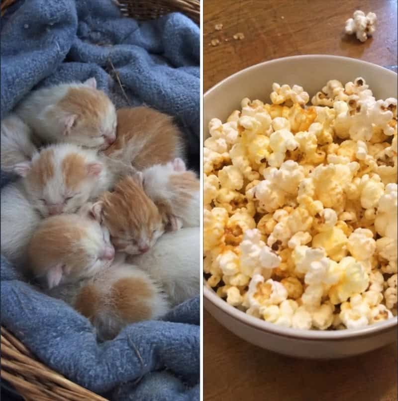17 невероятных кошек, которые больше похожи на еду, чем на самих себя - 920048 17 невероятных кошек, которые больше похожи на еду, чем на самих себя - фото 920048