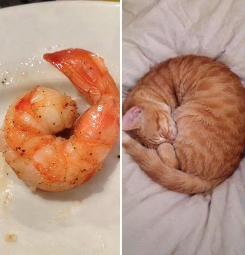 17 невероятных кошек, которые больше похожи на еду, чем на самих себя - 920050 17 невероятных кошек, которые больше похожи на еду, чем на самих себя - фото 920050