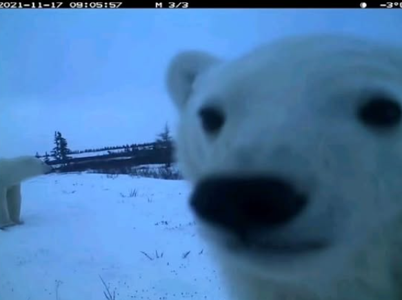 18 смішних фото лісових мешканців, які побачили фотопастку та почали кривлятись - 920494 18 смішних фото лісових мешканців, які побачили фотопастку та почали кривлятись - фото 920494