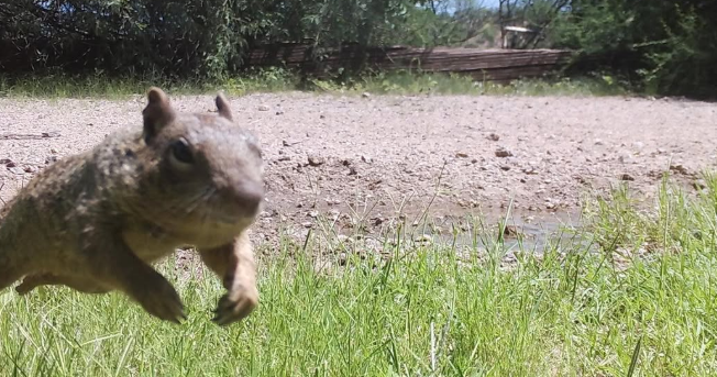 18 смішних фото лісових мешканців, які побачили фотопастку та почали кривлятись - 920502 18 смішних фото лісових мешканців, які побачили фотопастку та почали кривлятись - фото 920502