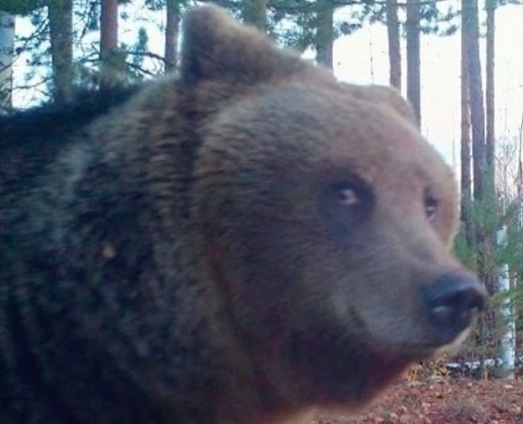 18 смішних фото лісових мешканців, які побачили фотопастку та почали кривлятись - 920504 18 смішних фото лісових мешканців, які побачили фотопастку та почали кривлятись - фото 920504