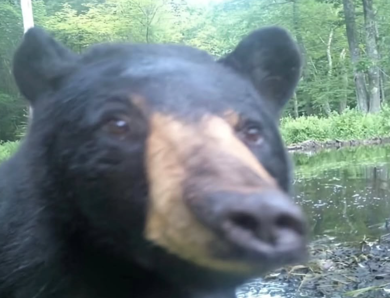 18 смішних фото лісових мешканців, які побачили фотопастку та почали кривлятись - 920505 18 смішних фото лісових мешканців, які побачили фотопастку та почали кривлятись - фото 920505