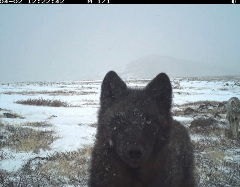18 смішних фото лісових мешканців, які побачили фотопастку та почали кривлятись - 920506 18 смішних фото лісових мешканців, які побачили фотопастку та почали кривлятись - фото 920506