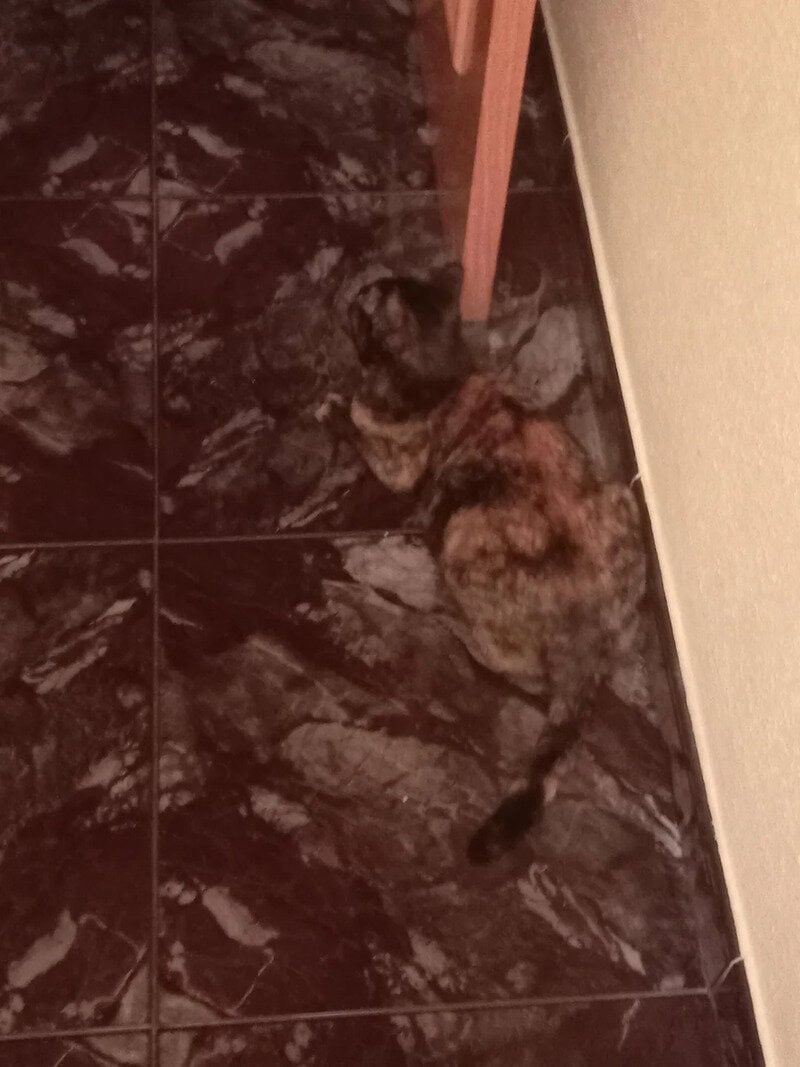 20 випадкових збігів, які зробили речі майже невидимими - 921769 20 випадкових збігів, які зробили речі майже невидимими - фото 921769
