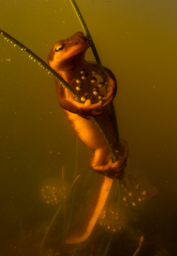 Емоційні, дивовижні й часом моторошні фото: оголосили переможців Wildlife Photographer of the Year 2026 - 921875 Емоційні, дивовижні й часом моторошні фото: оголосили переможців Wildlife Photographer of the Year 2026 - фото 921875