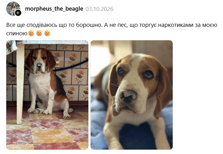 Творіння і творець: юзери показують своїх пухнастих бешкетників, які наробили шкоди - 922100 Творіння і творець: юзери показують своїх пухнастих бешкетників, які наробили шкоди - фото 922100