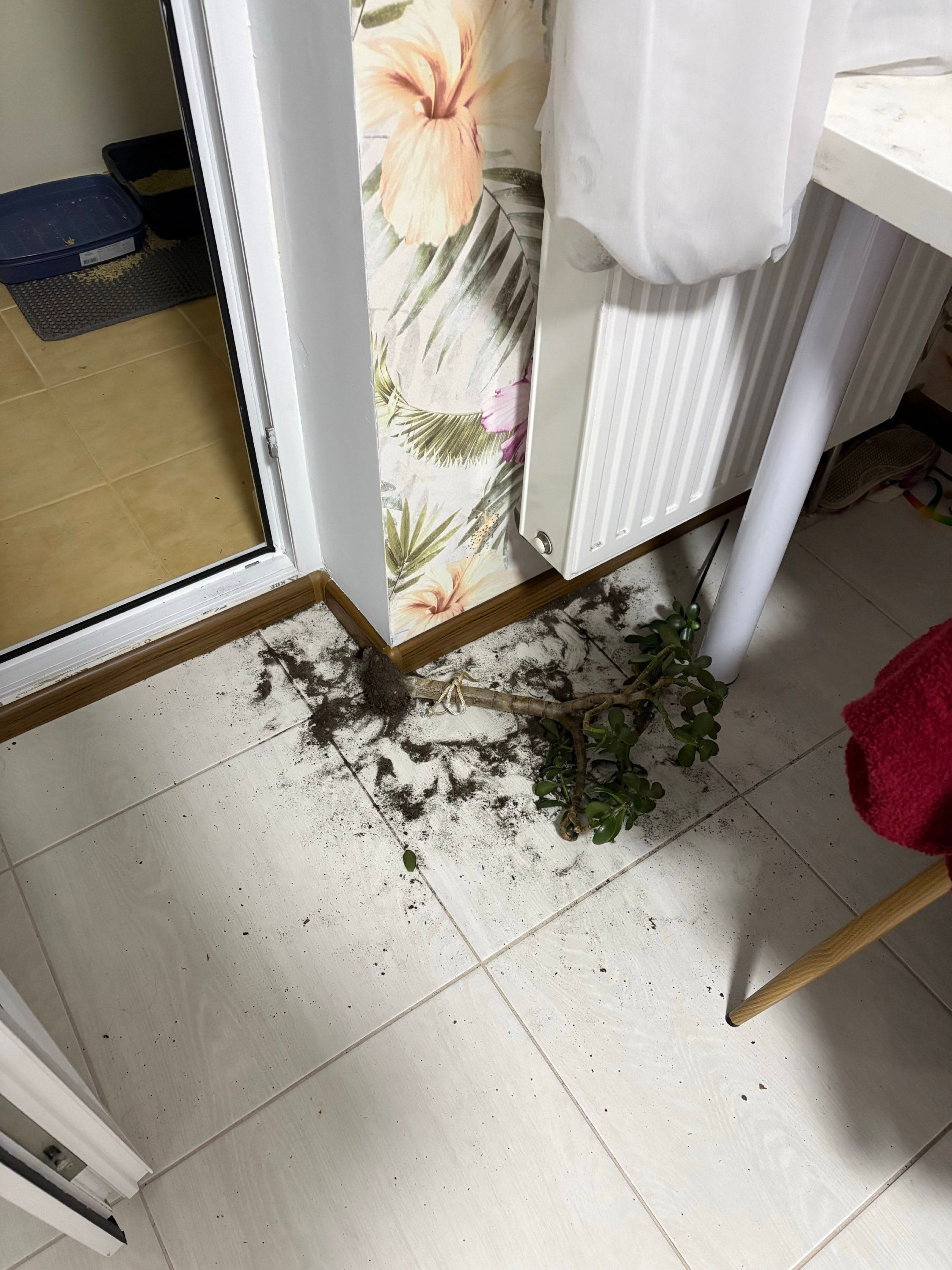 Як показати, що у тебе вдома живе кіт, не показуючи його: люди діляться кумедними фото - 922585 Як показати, що у тебе вдома живе кіт, не показуючи його: люди діляться кумедними фото - фото 922585