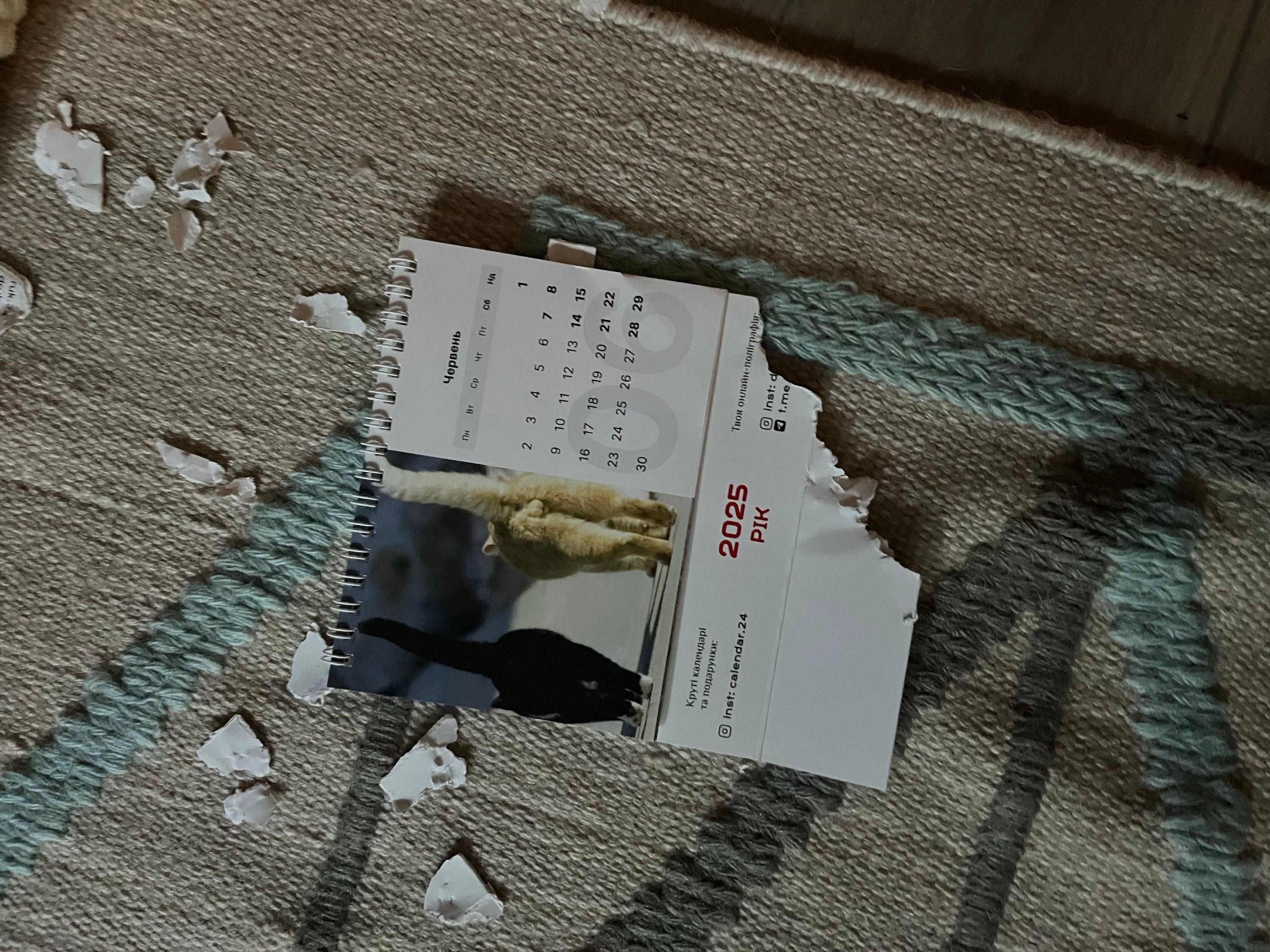 Як показати, що у тебе вдома живе кіт, не показуючи його: люди діляться кумедними фото - 922592 Як показати, що у тебе вдома живе кіт, не показуючи його: люди діляться кумедними фото - фото 922592