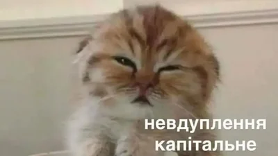 Меми про нелегке життя, яке ми любимо ще більше ускладнювати
