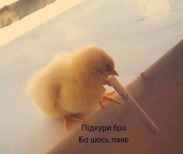 Меми про нелегке життя, яке ми любимо ще більше ускладнювати - фото 922907