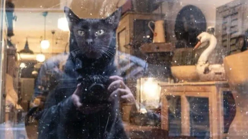 16 фото, на яких усе збіглося ідеально: вуличні кадри, що змушують усміхнутися