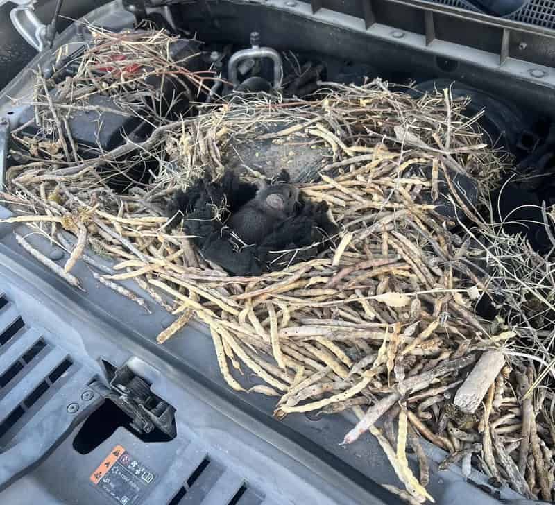 20 разів, коли люди побачили щось настільки дивне, що мусили це сфотографувати - фото 926301