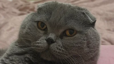 Смішні фото котів, чий погляд може замінити тисячу слів