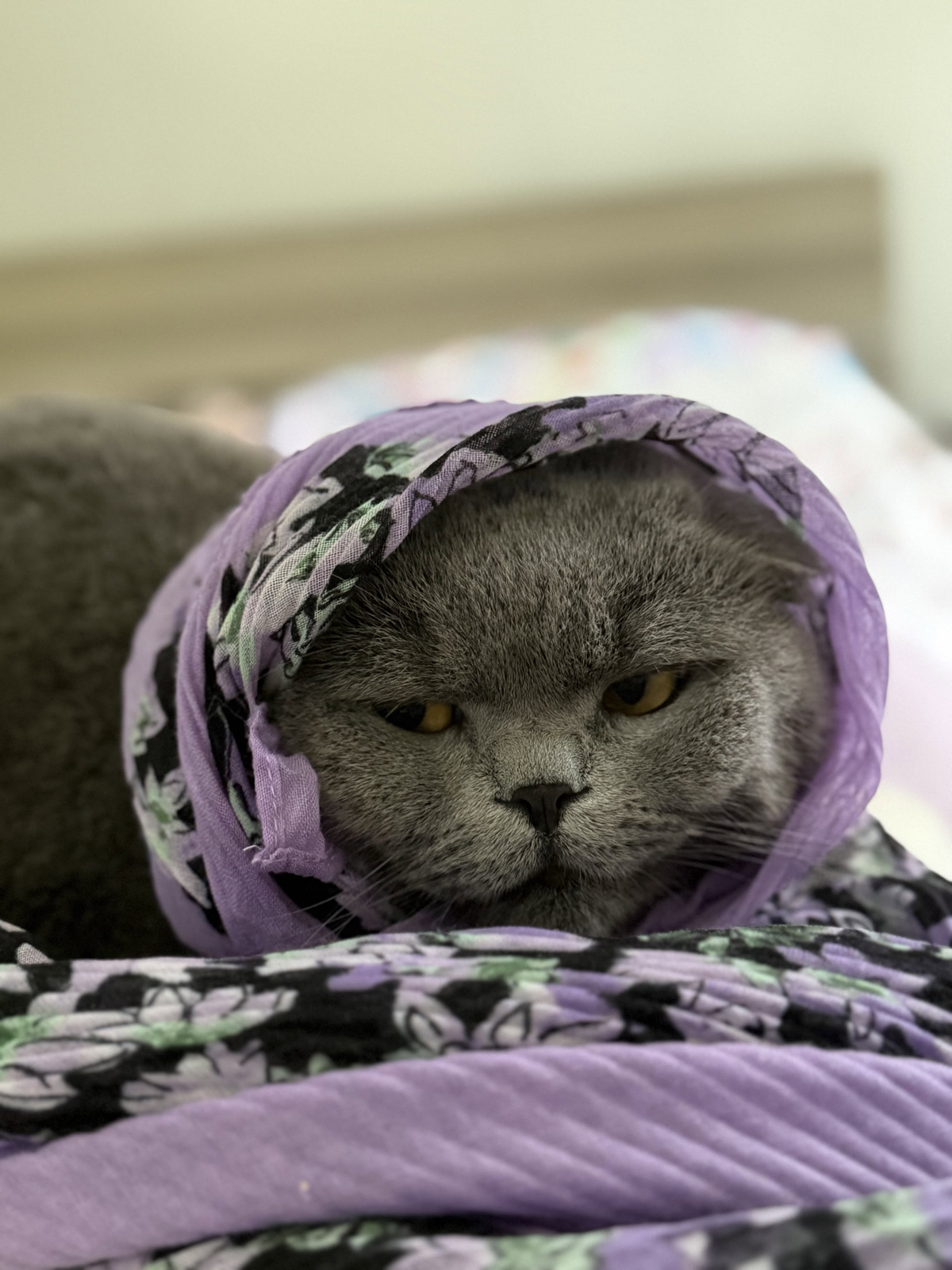 Смішні фото котів, чий погляд може замінити тисячу слів - фото 926415