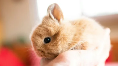 Вухатий кріль-красунчик знайшов собі незвичайних друзів – і це домашні капці