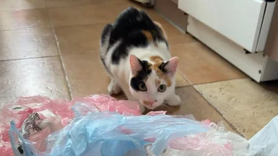 Кумедні фото котиків, яких застукали на місці злочину